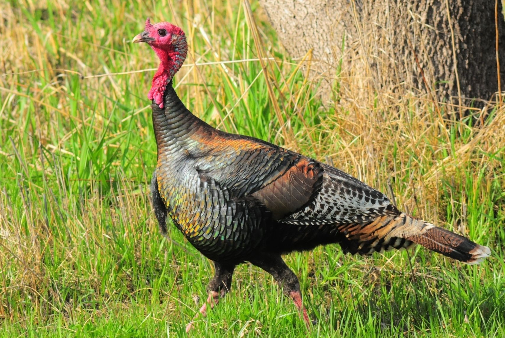 Cerro Gordo County wild turkey